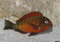 Tropheus sp. "red", Kachese