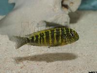 Tropheus moorii, Lusingu (Murago)