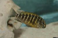 Tropheus moorii, Lusingu (Murago)