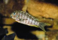 Tropheus annectens, Bulu Point
