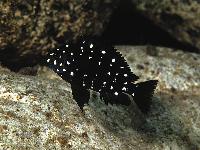 Tropheus duboisi (yngel)