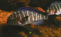 Tropheus moorii, Chaitica
