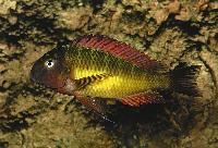 Tropheus moorii, Kasanga