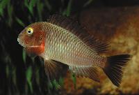 Tropheus moorii, Lufubu