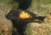 Tropheus moorii, Kasakalawe
