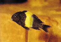 Tropheus sp. "black",  Kiriza