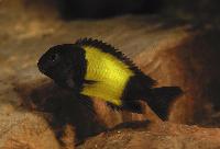 Tropheus sp. "ikola"