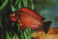 Tropheus sp. "red", Chimba
