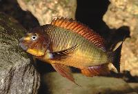 Tropheus sp. "red", Kachese