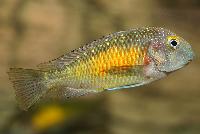 Tropheus moorii, Kasakalawe 