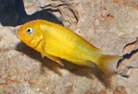 Tropheus sp. 'black', golden Kiriza