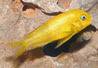 Tropheus sp. 'black', golden Kiriza