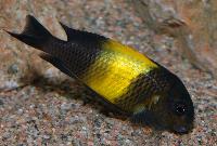 Tropheus sp. 'black', Kiriza