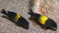 Tropheus sp. 'black', Kiriza