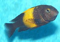 Tropheus sp. 'black', Kiriza