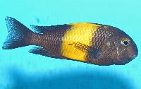 Tropheus sp. 'black', Kiriza