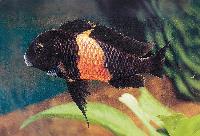 Tropheus sp. "black", Pemba