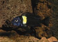 Tropheus duboisi, Mazwa