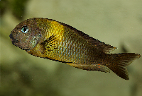 Tropheus sp. 'viridescens', Maswa
