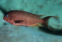 Tropheus annectens, Karilani