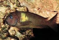 Tropheus brichardi, Cape Kabogo