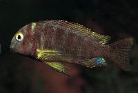 Tropheus brichardi, Kalemie