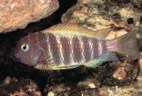 Tropheus brichardi, Katonga