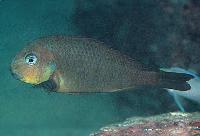 Tropheus brichardi, Mtosi