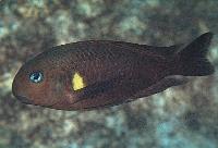 Tropheus brichardi, Mvuna