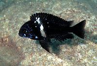 Tropheus duboisi, Karilani