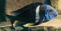 Tropheus duboisi, Kigoma