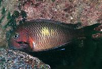 Tropheus moori, Chituta
