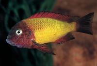Tropheus moori, Ilangi