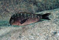 Tropheus moori, Kanoni