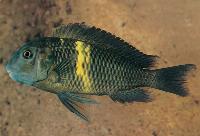 Tropheus sp. black, Kifumbe