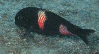 Tropheus sp. black, Lumbye