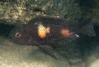 Tropheus sp. black, Siyeswe