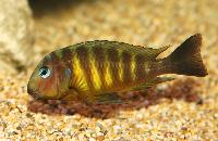 Tropheus brichardi, Ulwile