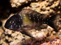 Tropheus duboisi, Mazwa