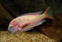 Tropheus moorii, Chaitica