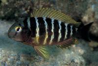 Tropheus brichardi, Kibige