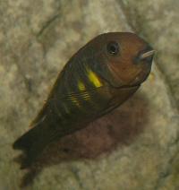 Tropheus brichardi, Ulwile