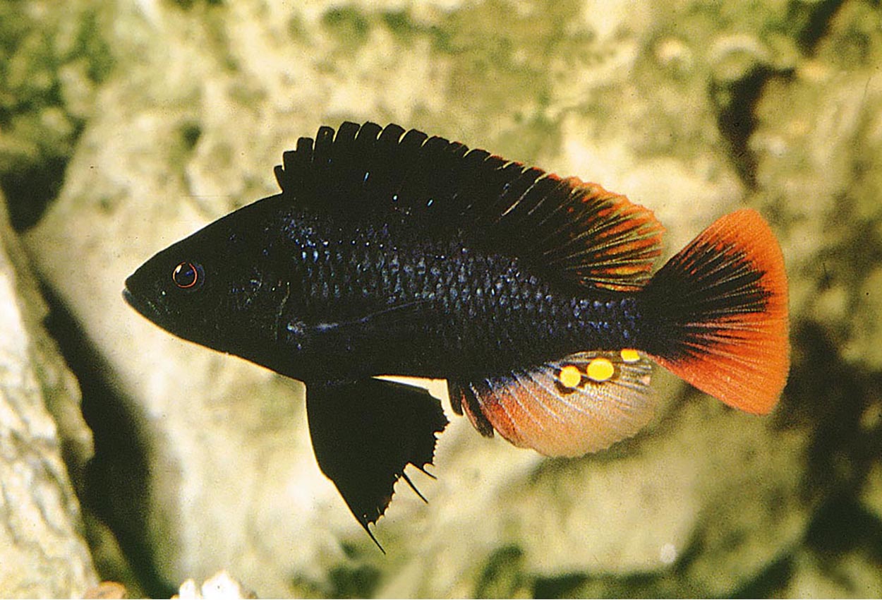 Astatotilapia nubila