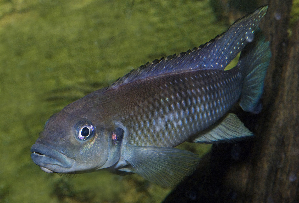 Lamprologus werneri