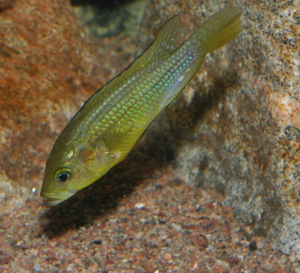 Astatoreochromis alluaudi