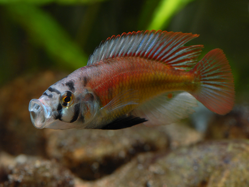 Haplochromis sp. 'red back scraper'