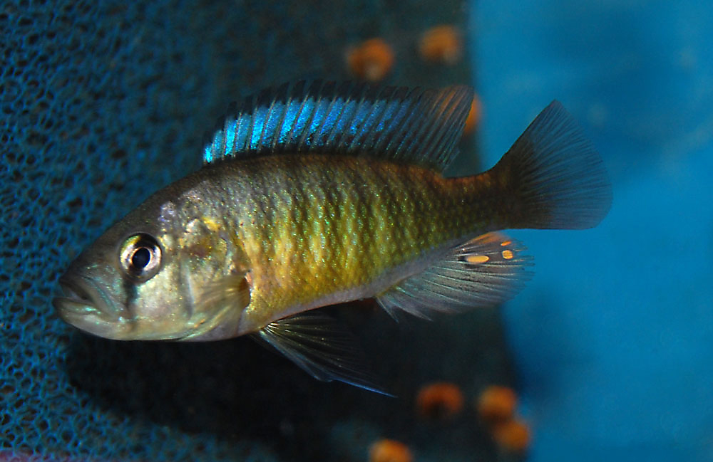 Lipochromis melanopterus, Makobe Island