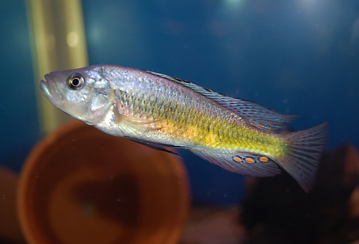 Lipochromis sp. 'Matumbi hunter'