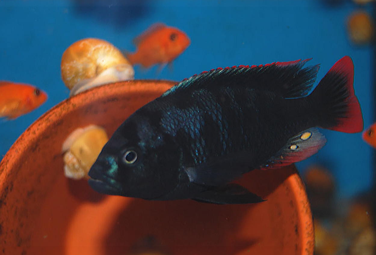 Mbipia mbipi, Makobe Island