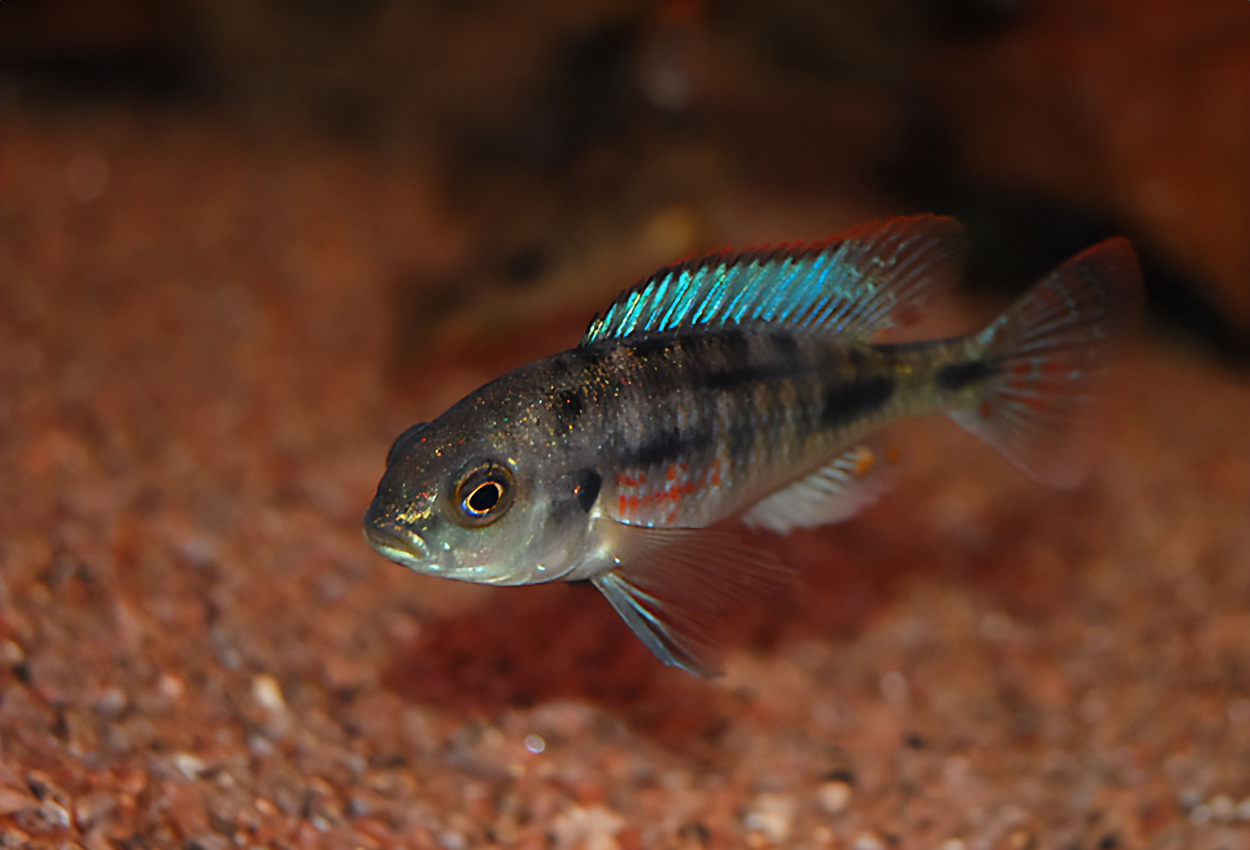 Ptyochchromis fischeri